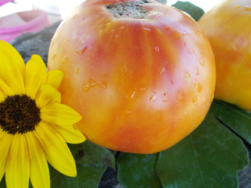  - SEMINTE ROSII - T 332 VIRGINIA SWEETS OP