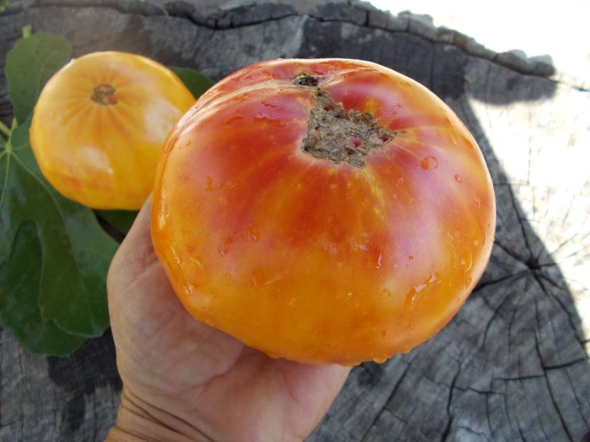  - SEMINTE ROSII - T 332 VIRGINIA SWEETS OP