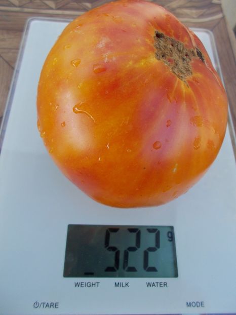  - SEMINTE ROSII - T 332 VIRGINIA SWEETS OP