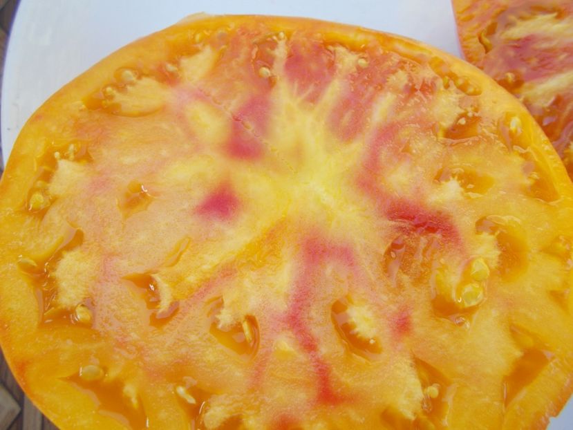  - SEMINTE ROSII - T 332 VIRGINIA SWEETS OP