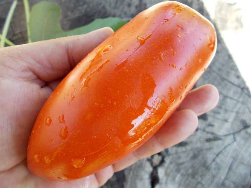  - SEMINTE ROSII - T 433 CHAMPS MARTIN