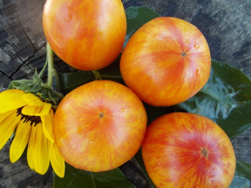  - SEMINTE ROSII - T 383 BLEEDING HEART