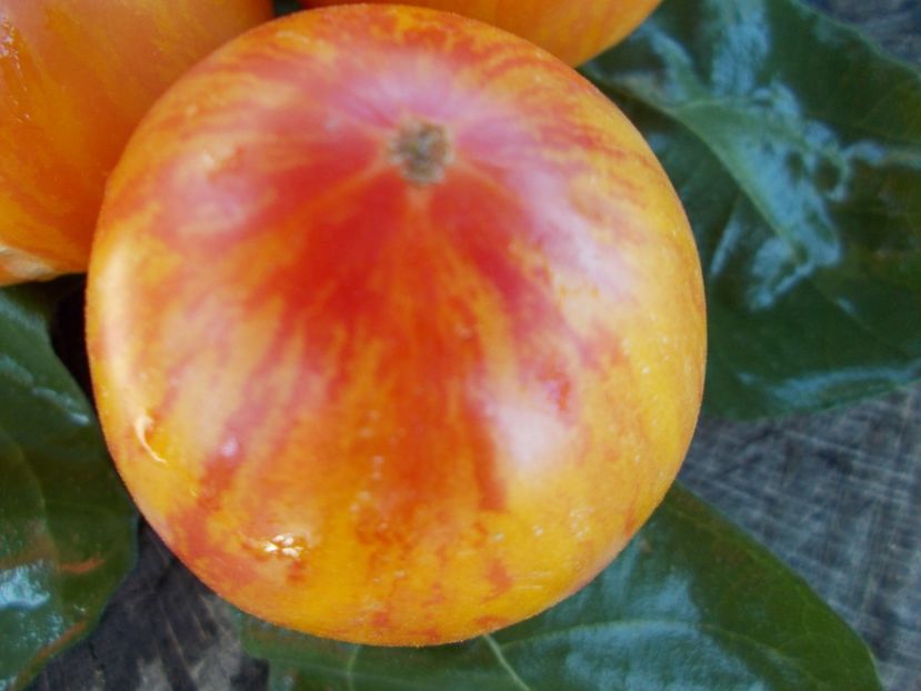  - SEMINTE ROSII - T 383 BLEEDING HEART