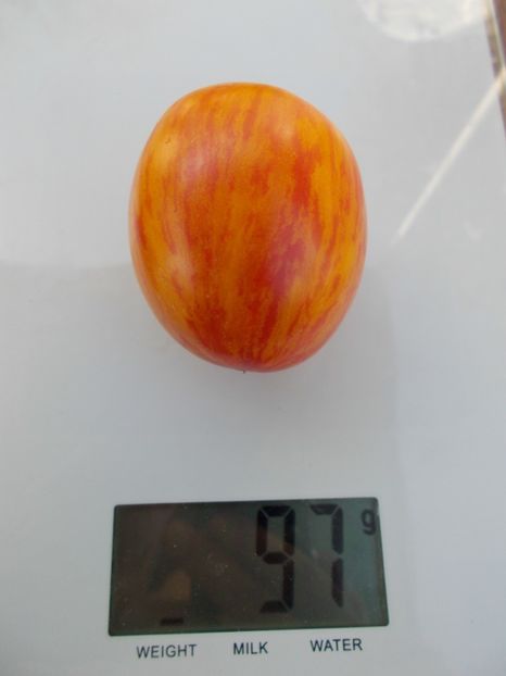  - SEMINTE ROSII - T 383 BLEEDING HEART