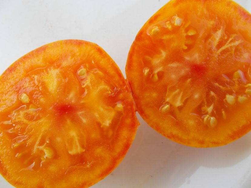  - SEMINTE ROSII - T 383 BLEEDING HEART