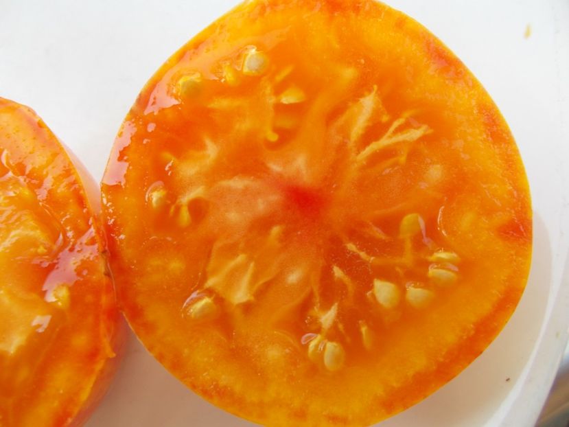  - SEMINTE ROSII - T 383 BLEEDING HEART