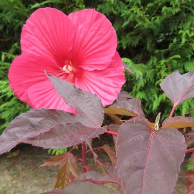 1 - De vânzare semințe de hibiscus