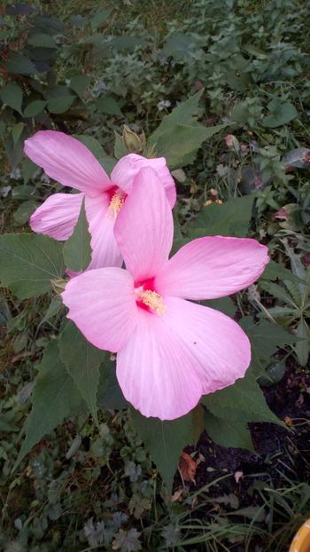 6 - De vânzare semințe de hibiscus