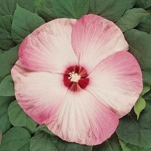 9 - De vânzare semințe de hibiscus