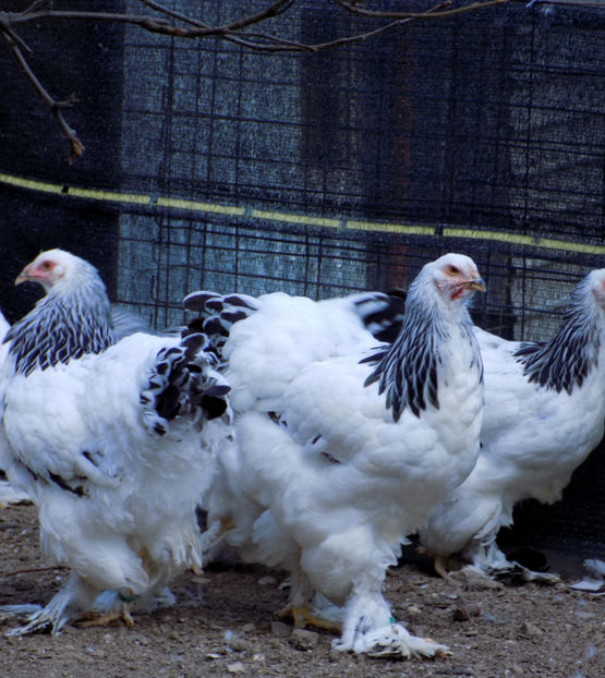  - VIITOR SPERANTE PTR 2020