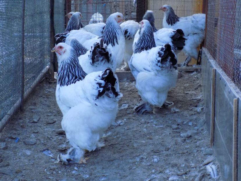  - VIITOR SPERANTE PTR 2020