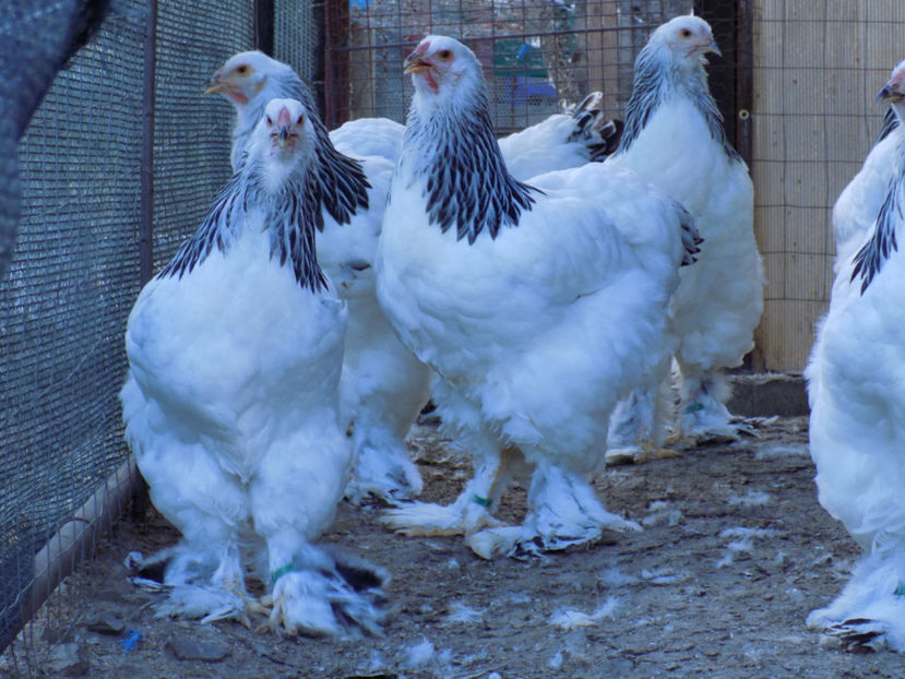  - VIITOR SPERANTE PTR 2020