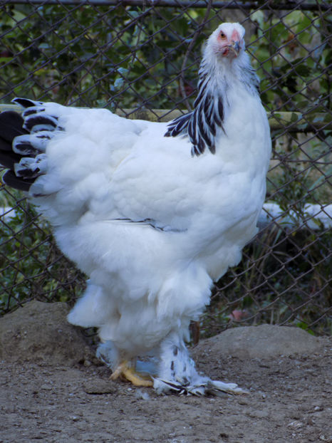  - VIITOR SPERANTE PTR 2020