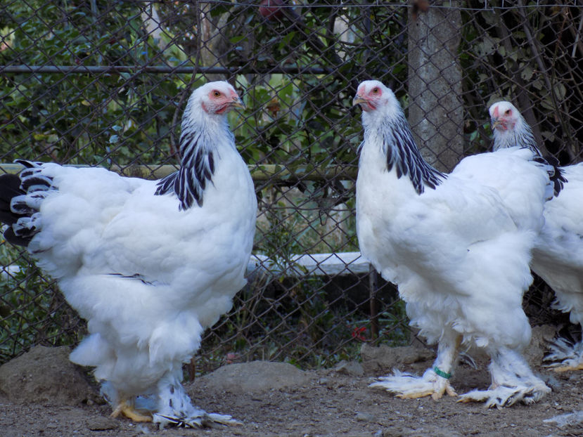  - VIITOR SPERANTE PTR 2020