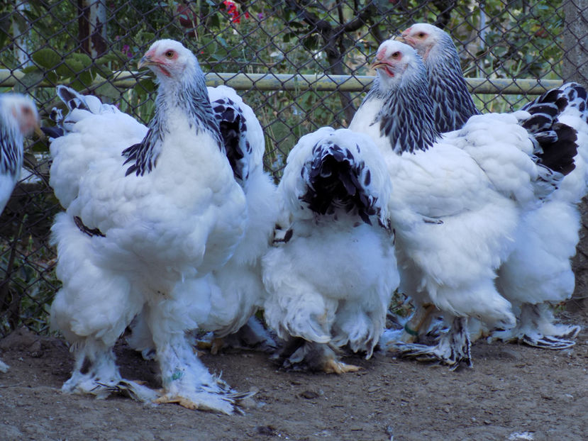  - VIITOR SPERANTE PTR 2020