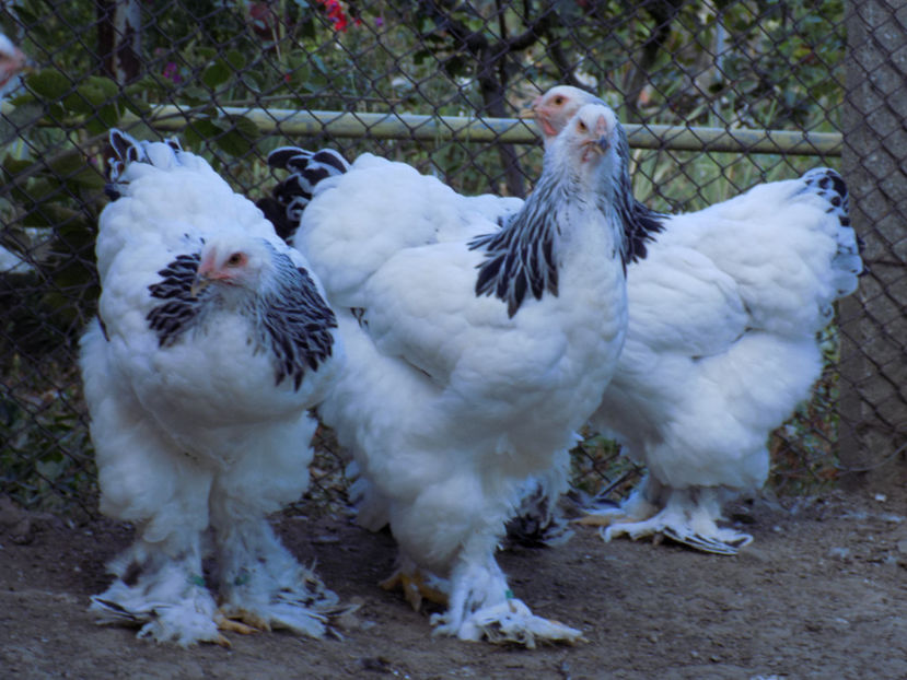  - VIITOR SPERANTE PTR 2020