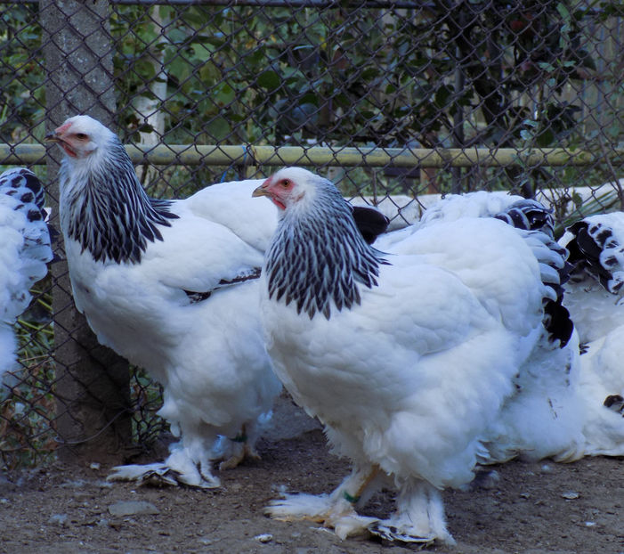  - VIITOR SPERANTE PTR 2020