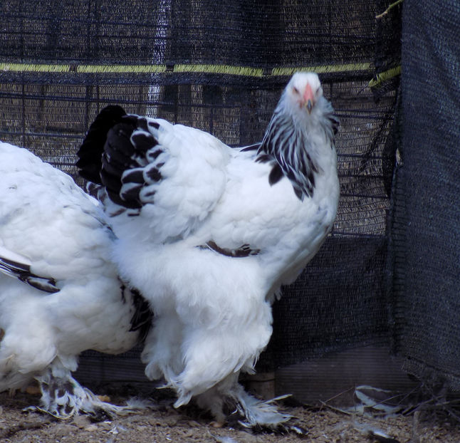  - VIITOR SPERANTE PTR 2020