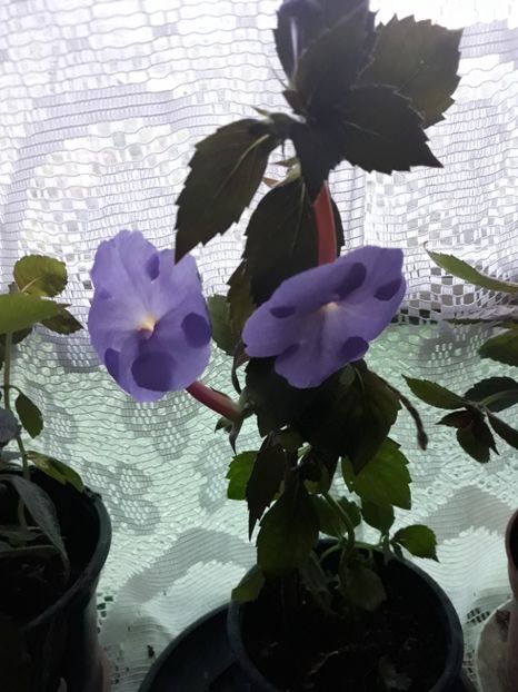  - Achimenes 2019
