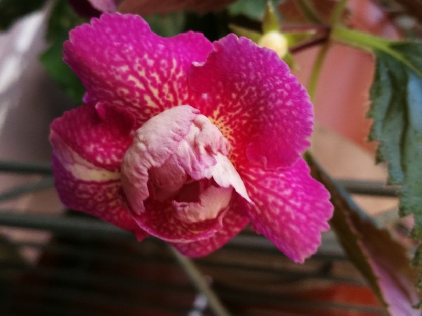  - Achimenes si Achimenantha colectie