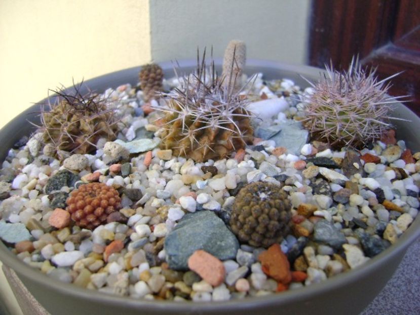 Grup de 7 Eriosyce - Cactusi 2019 bis bis