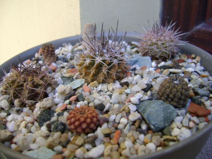 Grup de 7 Eriosyce - Cactusi 2019 bis bis