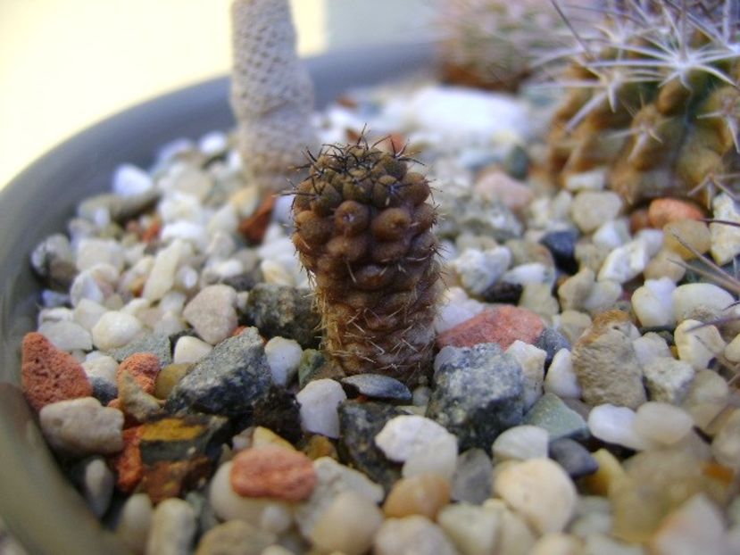 Eriosyce heinrichiana (Neoporteria dimorpha) - Cactusi 2019 bis bis