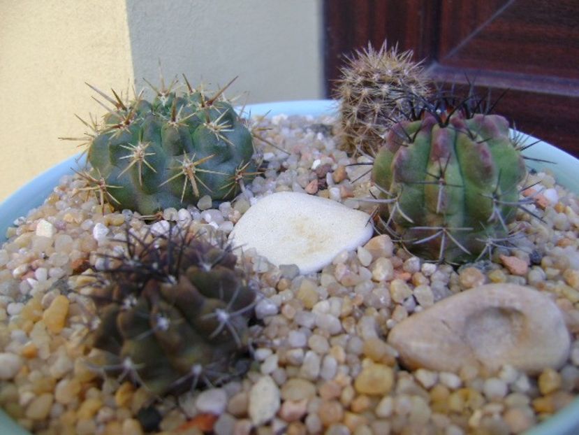 Grup de 4 Eriosyce - Cactusi 2019 bis bis