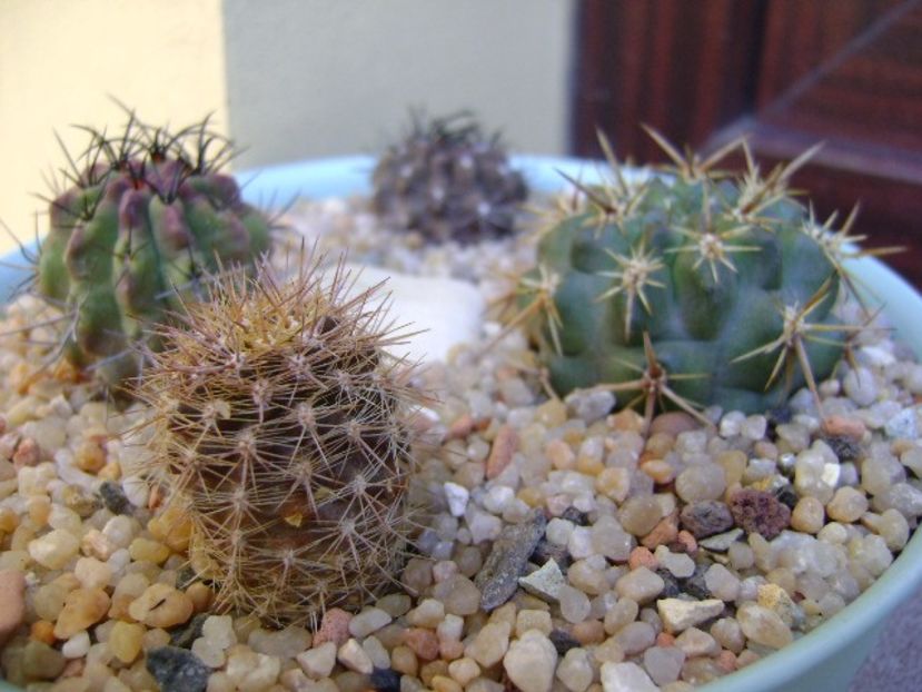 Grup de 4 Eriosyce - Cactusi 2019 bis bis