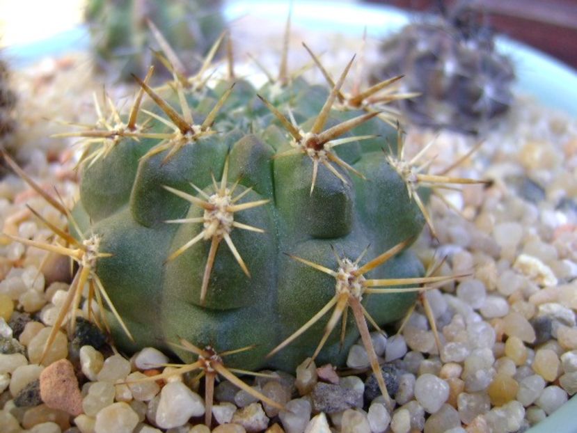Eriosyce (Neoporteria) curvispina ssp. tuberisulcata - Cactusi 2019 bis bis