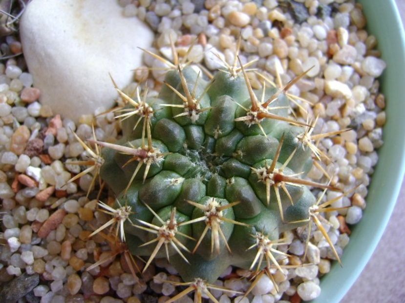 Eriosyce (Neoporteria) curvispina ssp. tuberisulcata - Cactusi 2019 bis bis