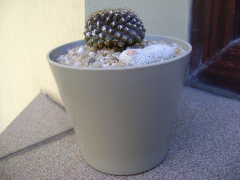 Copiapoa humilis ssp. tenuissima - Cactusi 2019 bis bis