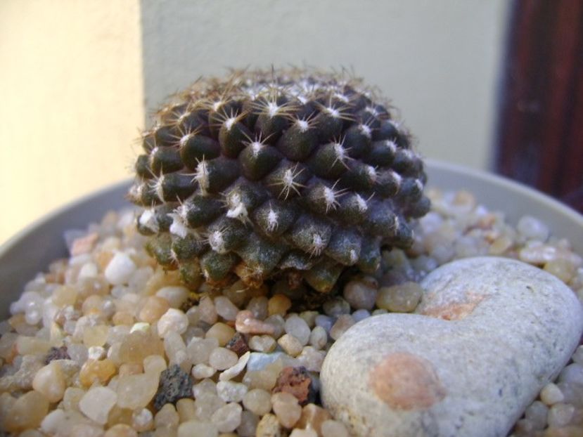 Copiapoa humilis ssp. tenuissima - Cactusi 2019 bis bis