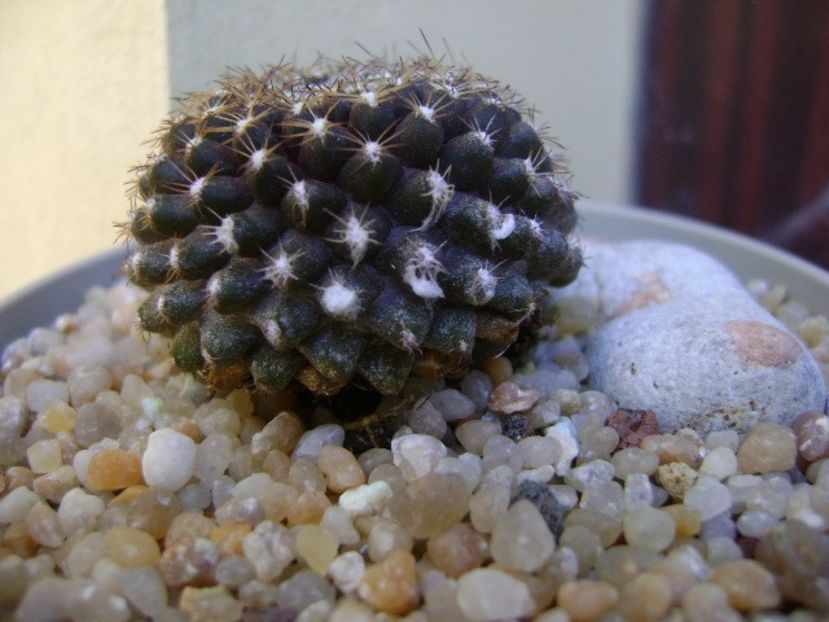 Copiapoa humilis ssp. tenuissima - Cactusi 2019 bis bis