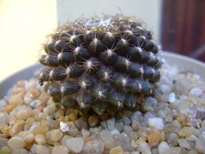 Copiapoa humilis ssp. tenuissima - Cactusi 2019 bis bis