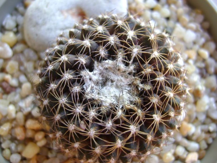 Copiapoa humilis ssp. tenuissima - Cactusi 2019 bis bis