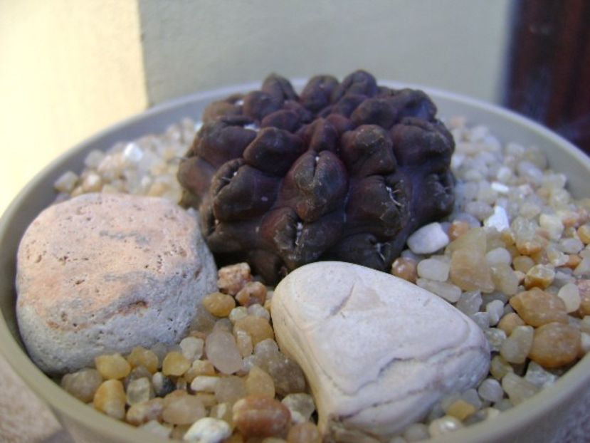 Eriosyce (Neoporteria) occulta - Cactusi 2019 bis bis