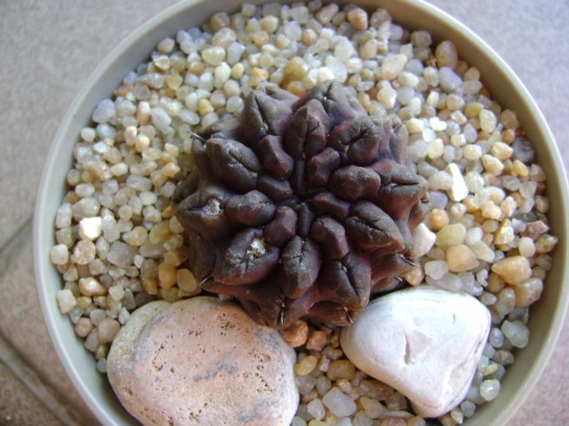 Eriosyce (Neoporteria) occulta - Cactusi 2019 bis bis