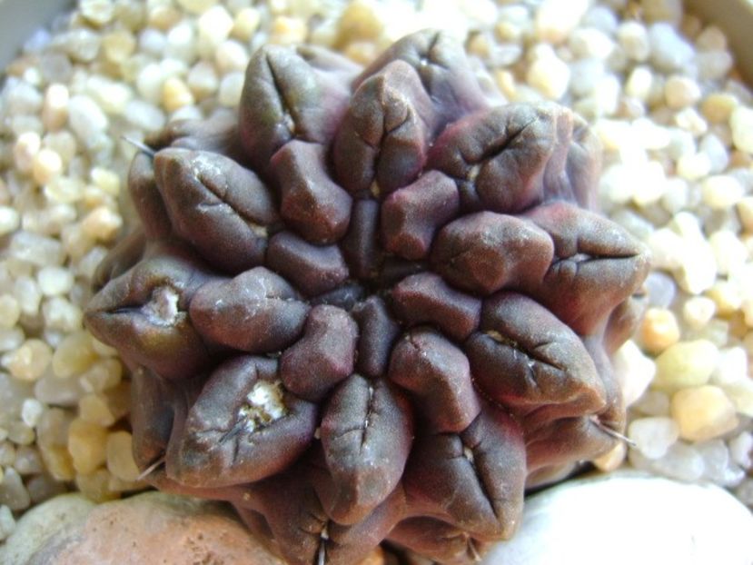 Eriosyce (Neoporteria) occulta - Cactusi 2019 bis bis