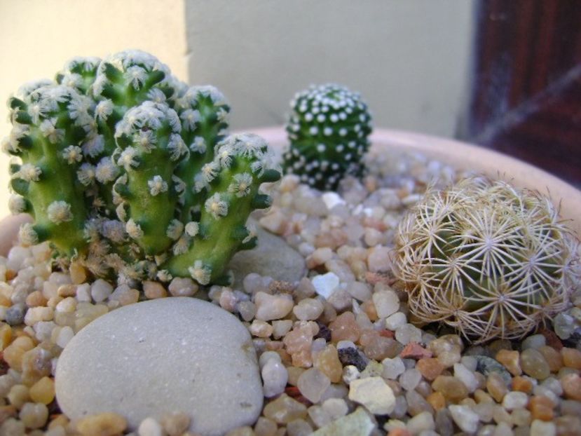 Grup de 3 cactusi - Cactusi 2019 bis bis