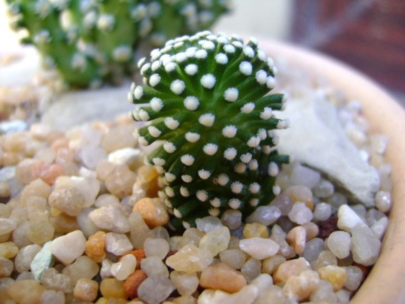 Mammillaria luethyi - Cactusi 2019 bis bis