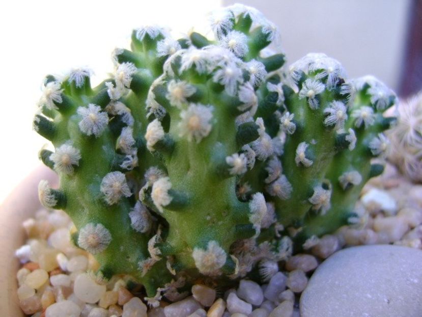 Mammillaria theresae - Cactusi 2019 bis bis