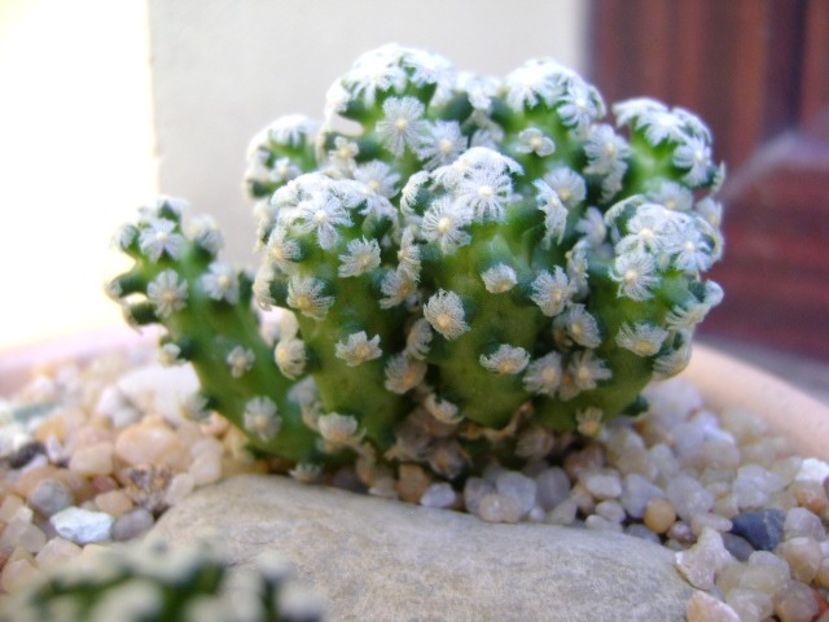 Mammillaria theresae - Cactusi 2019 bis bis