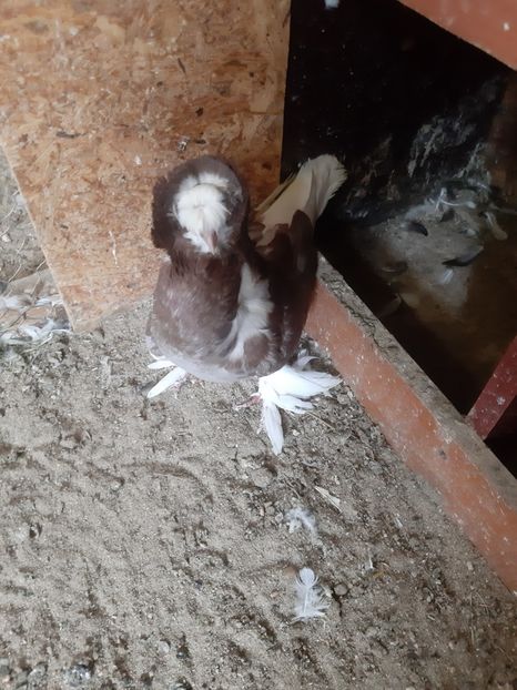  - Pentru 2020 gulerati de bihor