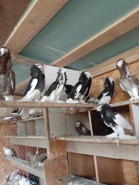  - Pentru 2020 gulerati de bihor