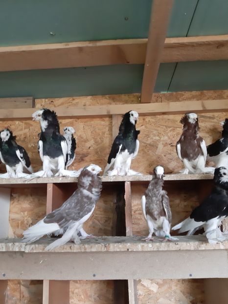  - Pentru 2020 gulerati de bihor