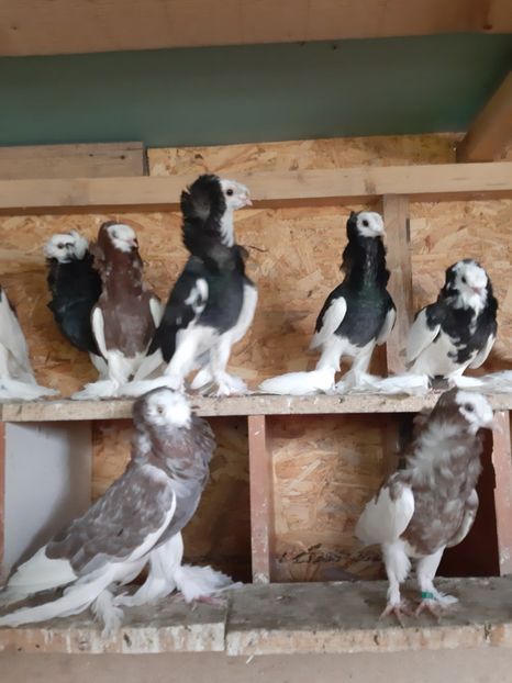  - Pentru 2020 gulerati de bihor