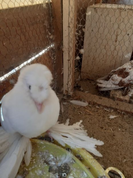  - Pentru 2020 tobosari germani