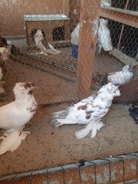  - Pentru 2020 tobosari germani