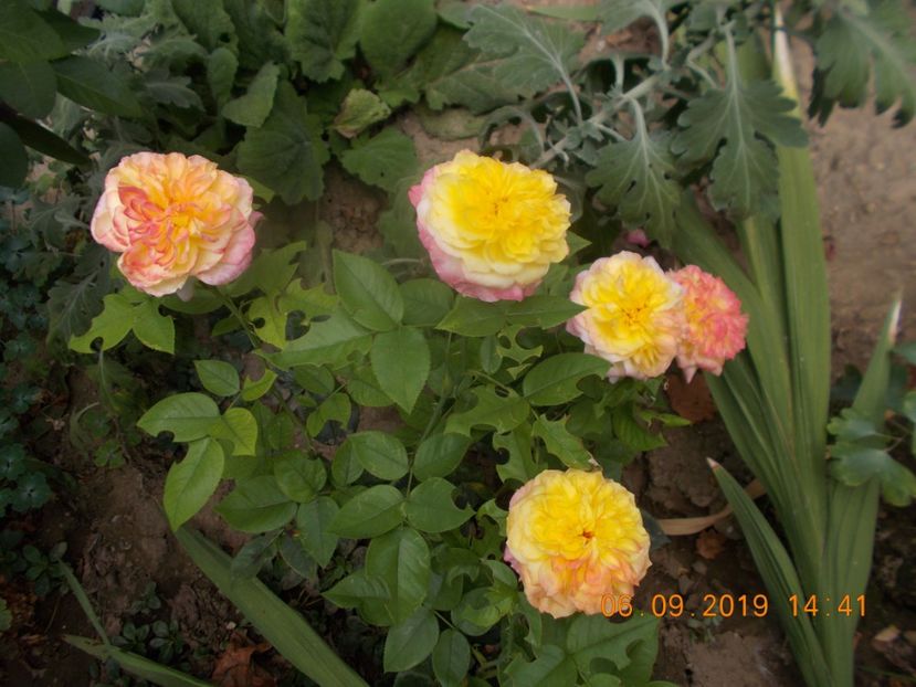  - Trandafiri 2019